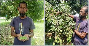 Prolonged heat wave, drought threaten litchi production in Pabna